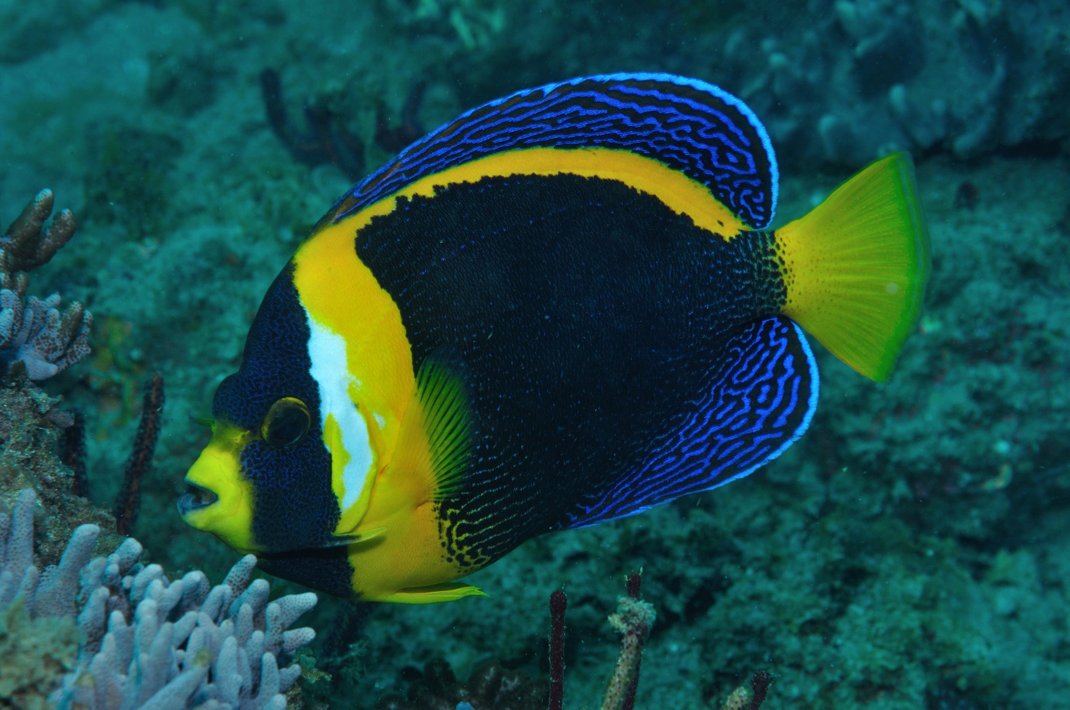 Scribbled Angelfish, Bundaberg, Queensland, Australia